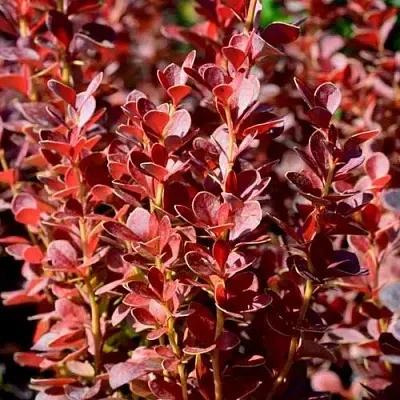 Барбарис ВУЛКАНО тунберга  Барбарис ВУЛКАНО тунберга в Нижнем Новгороде