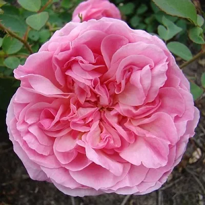 Саженцы роз ХАЙДИ ХОЛЛ английская в Нижнем Новгороде