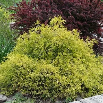 Кипарисовик ГОЛДЕН МОП горохоплодный  Кипарисовик ГОЛДЕН МОП горохоплодный в Нижнем Новгороде