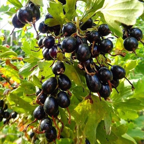 Смородина золотистая ОВАЛЬНАЯ в Нижнем Новгороде