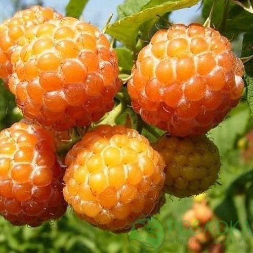 Малина КУМБЕРЛЕНД желтая в Нижнем Новгороде