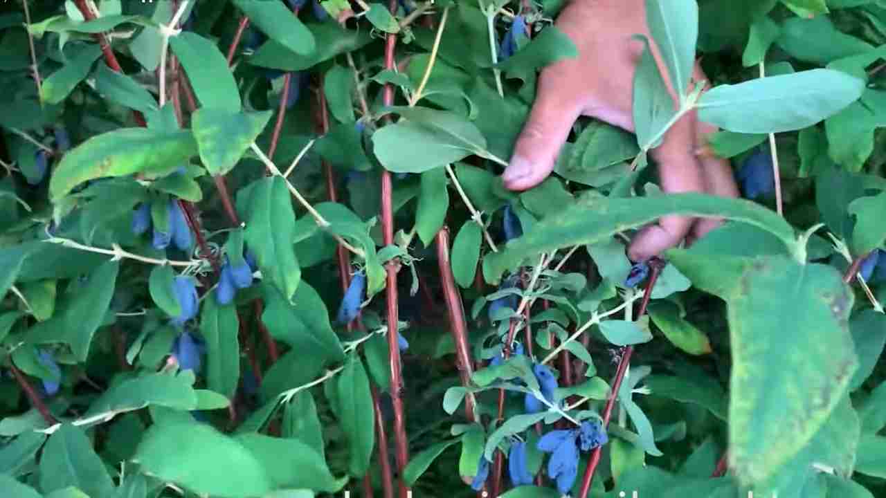 Превью видео