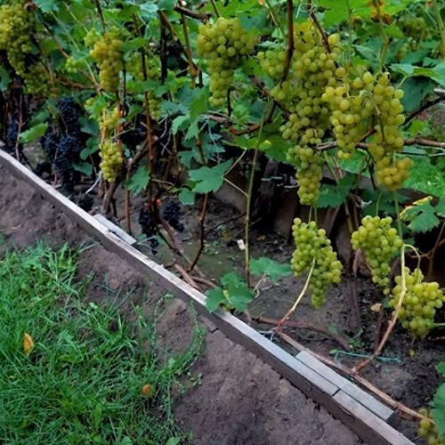 посадка и уход за виноградом.jpg