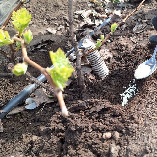 подкормка винограда.jpg