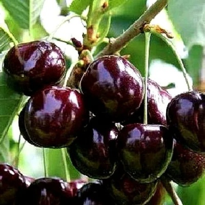 Черешня ДОНЕЦКИЙ УГОЛЁК в Нижнем Новгороде