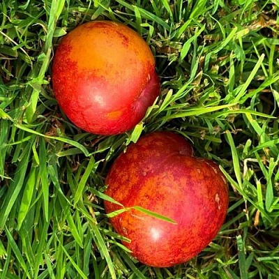Шарафуга НЕКТАРИННАЯ в Нижнем Новгороде