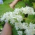 Сирень АМУРСКАЯ в Нижнем Новгороде