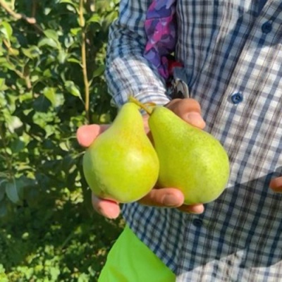 Груша ЗАРЕЧНАЯ КОМПАКТНАЯ в Нижнем Новгороде