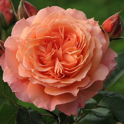 Роза шраб в Нижнем Новгороде