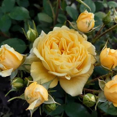Роза флорибунда в Нижнем Новгороде
