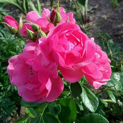 Роза АНГЕЛА флорибунда в Нижнем Новгороде
