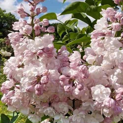 Сирень КРАСАВИЦА МОСКВЫ в Нижнем Новгороде