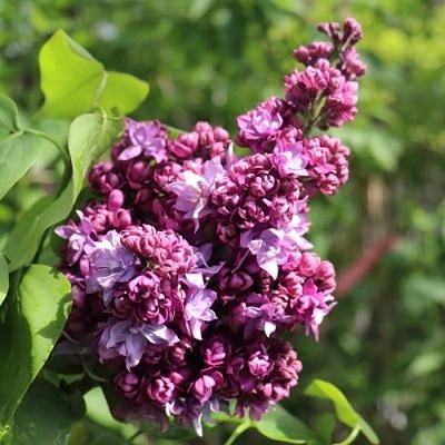 Сирень МАРШАЛ МАЛИНОВСКИЙ в Нижнем Новгороде