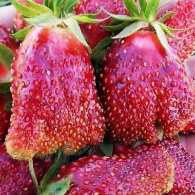 Клубника КУПЧИХА в Нижнем Новгороде