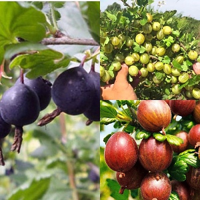 Комплект КРЫЖОВНИК MIX в Нижнем Новгороде