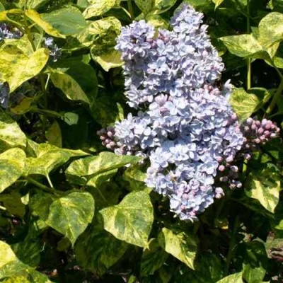Сирень АУКУБАФОЛИЯ в Нижнем Новгороде