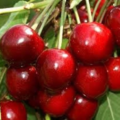 Черешня МИНЧАНКА в Нижнем Новгороде