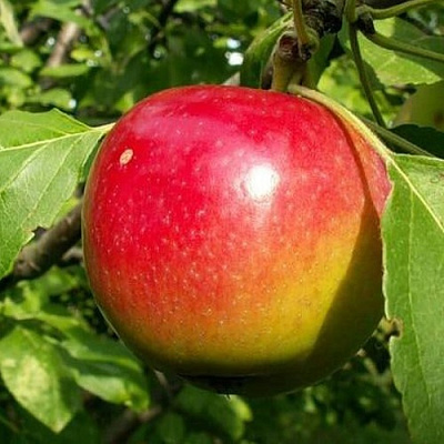 Яблоня КВИНТИ в Нижнем Новгороде