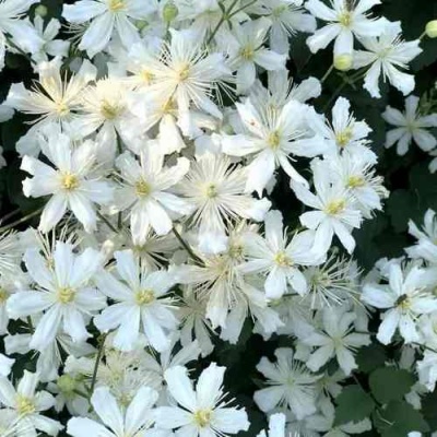 Клематис МАНЬЧЖУРСКИЙ в Нижнем Новгороде
