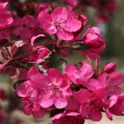 Яблоня РЕД КЕТТИ в Нижнем Новгороде