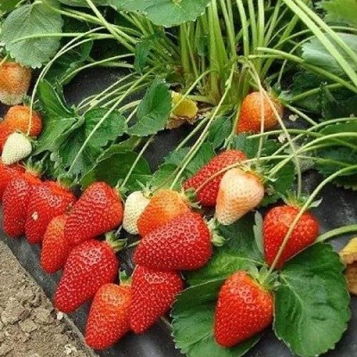 Клубника РОКСАНА в Нижнем Новгороде
