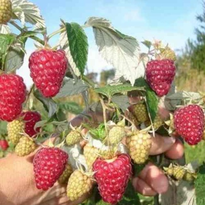 Малина ЖАР-ПТИЦА в Нижнем Новгороде