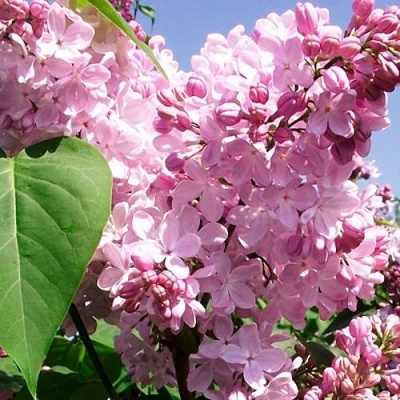Сирень АДЕЛИНА в Нижнем Новгороде