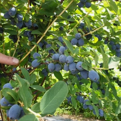 Жимолость съедобная КЛУБНИЧНАЯ СЕНСАЦИЯ в Нижнем Новгороде