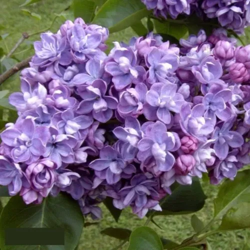 Сирень АМИ ШОТТ в Нижнем Новгороде