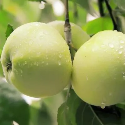 Саженцы яблони оптом в Нижнем Новгороде