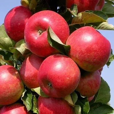 Колоновидная яблоня - купить саженцы в Нижнем Новгороде в питомнике