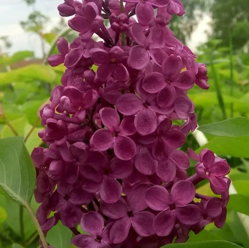 Сирень ИНДИЯ в Нижнем Новгороде